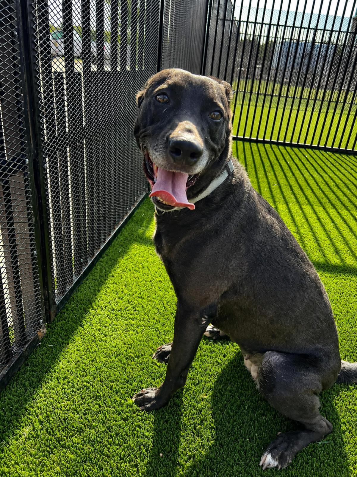 Enlarge Stormy-$75 Adoption Fee! Diamond Dog!, a Adoptable mixed breed in Rockwall, TX image 3/3