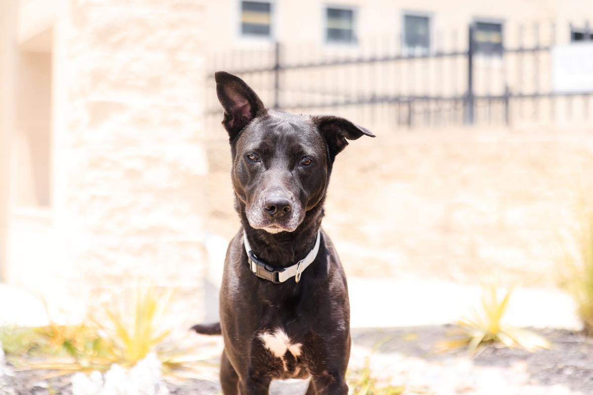 Stormy-$75 Adoption Fee! Diamond Dog!, a Adoptable mixed breed in Rockwall, TX image 2/3