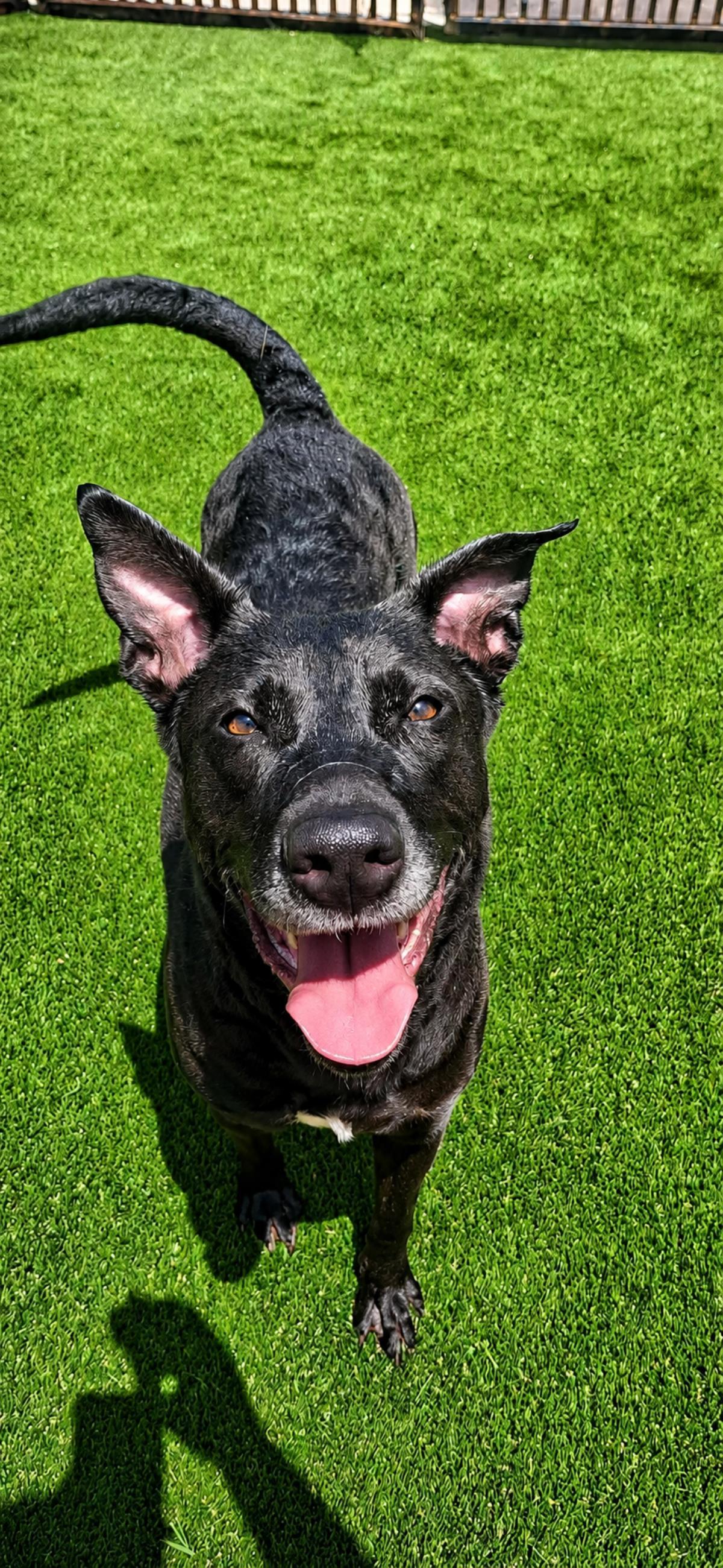 Stormy-$75 Adoption Fee! Diamond Dog!, a Adoptable mixed breed in Rockwall, TX image 3/3