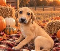 Cody, Adoptable, Puppy Male Mixed Breed & Mixed Breed.
