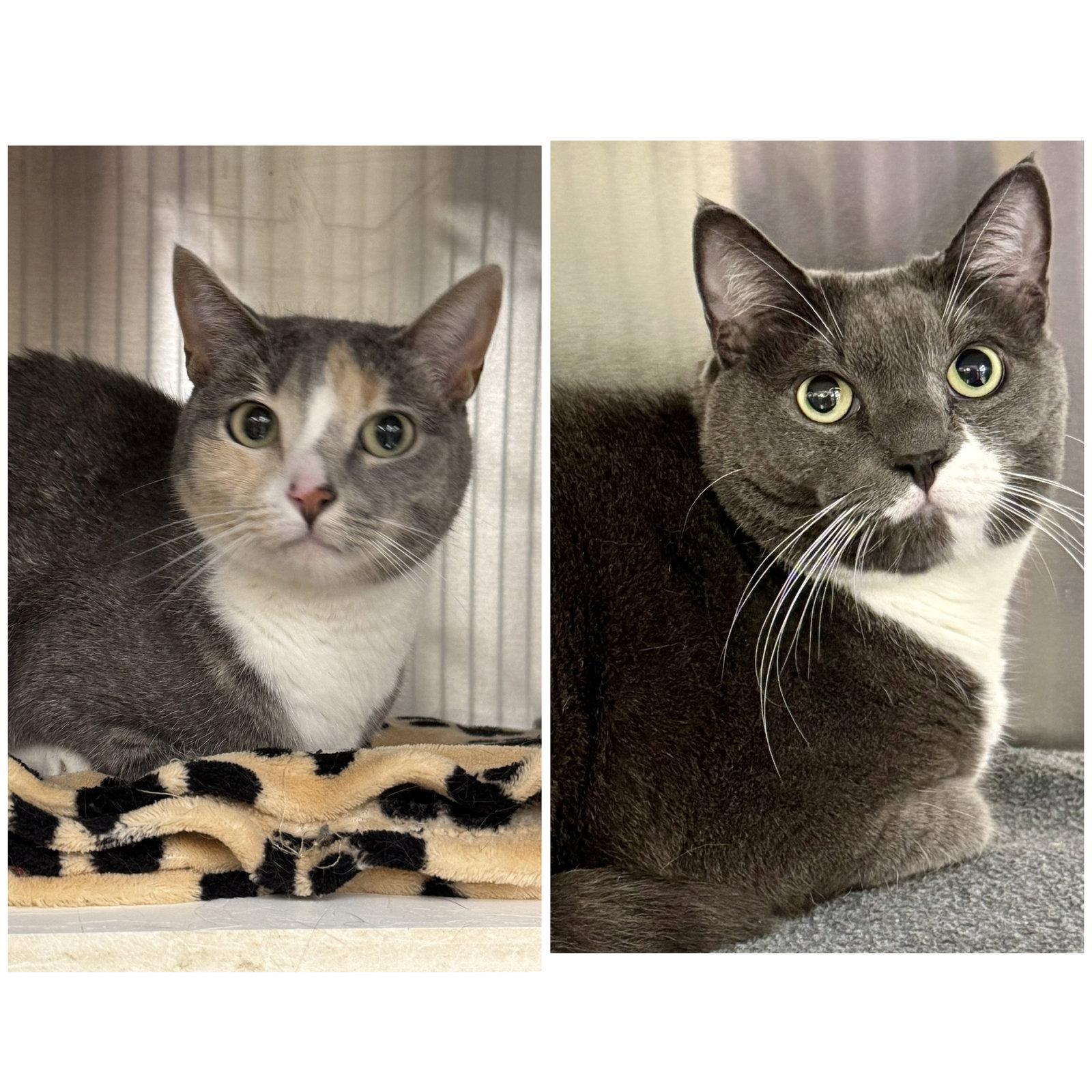 Herman and Lily, Adoptable, Adult Female Domestic Short Hair & Dilute Calico.