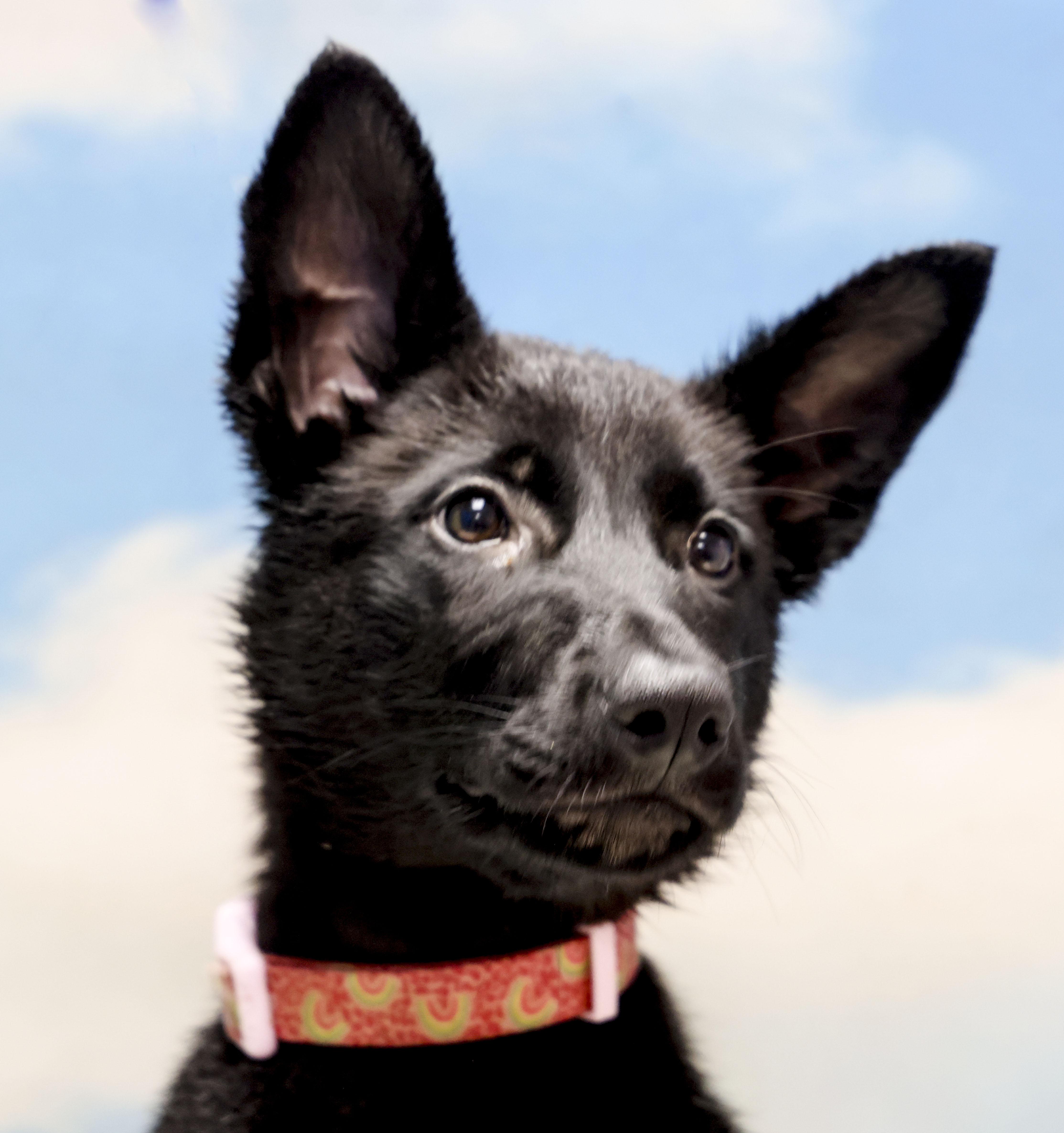 Justice, adopted, Puppy Female German Shepherd Dog.