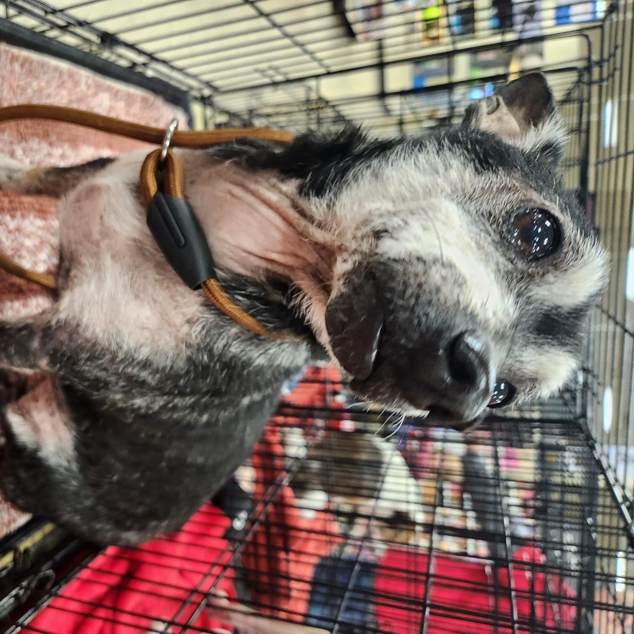 Porkchop, a Adoptable mixed breed in San Antonio, TX image 2/3