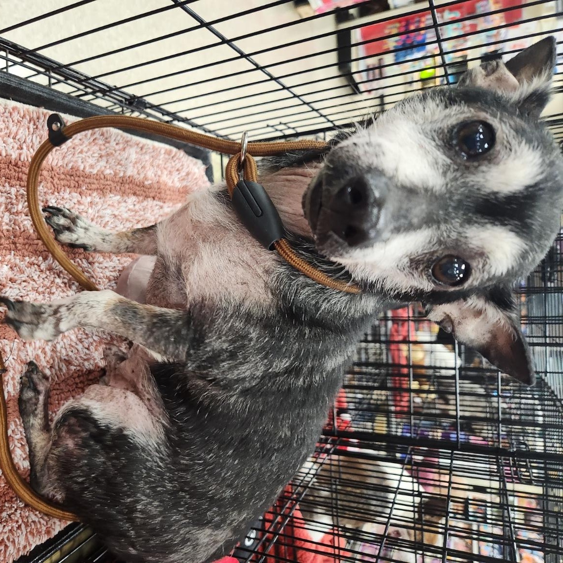 Porkchop, a Adoptable mixed breed in San Antonio, TX image 3/3