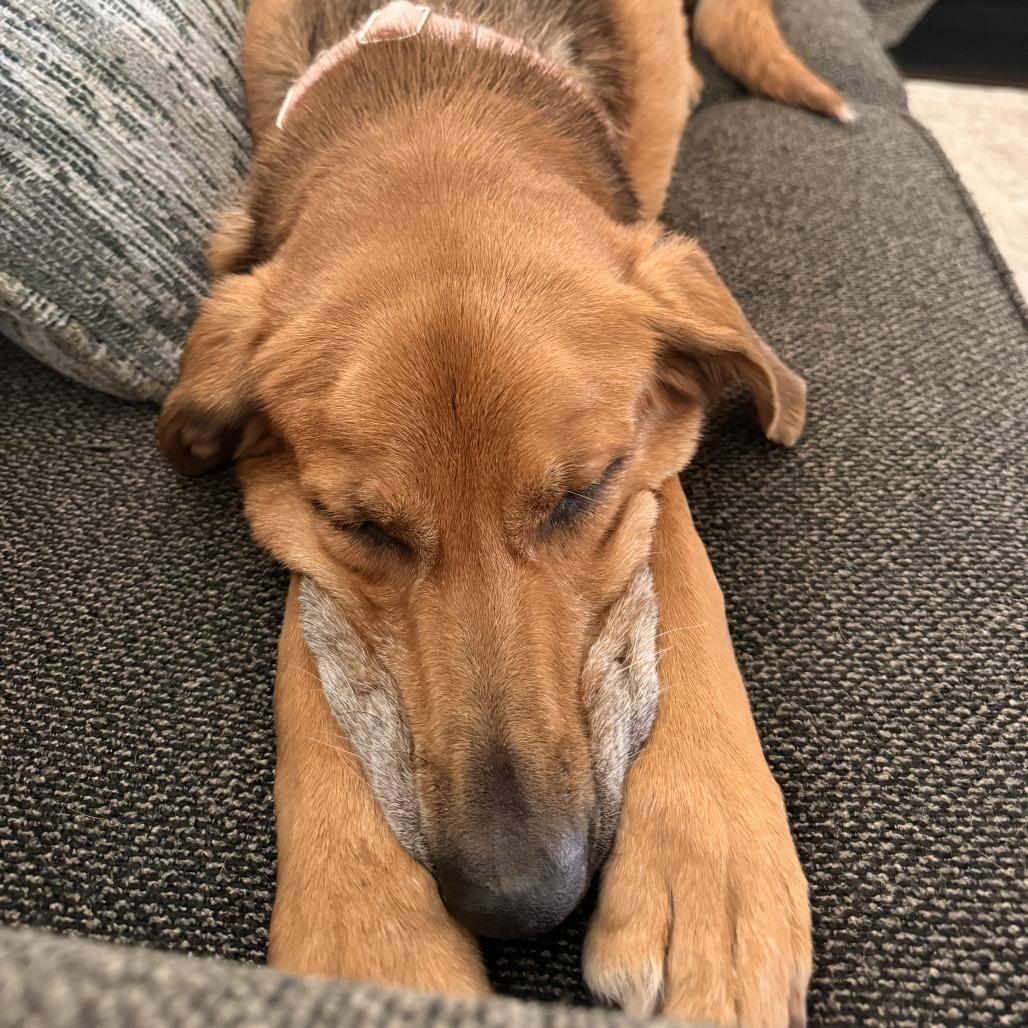 Harper, Adoptable, Senior Female Hound & Mixed Breed.