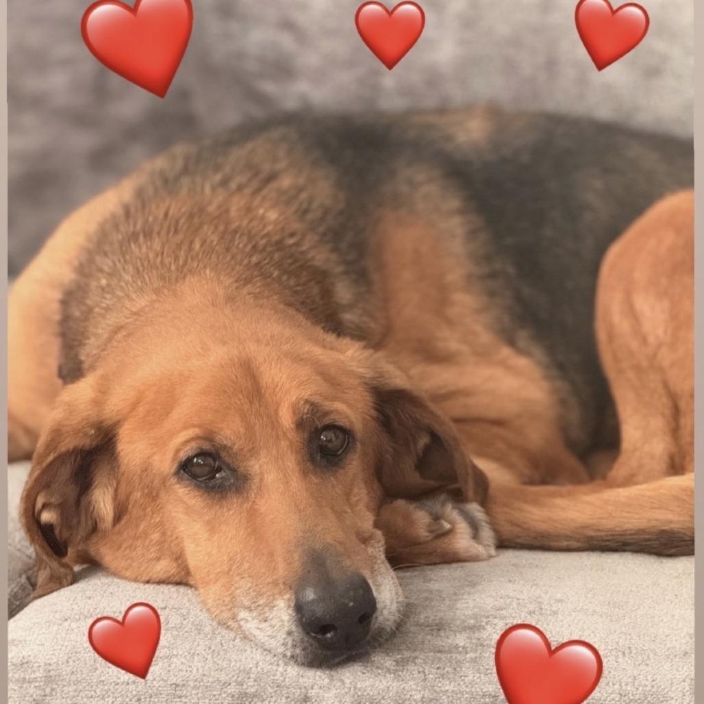Harper, a Adoptable mixed breed in Mooresville, NC image 2/6