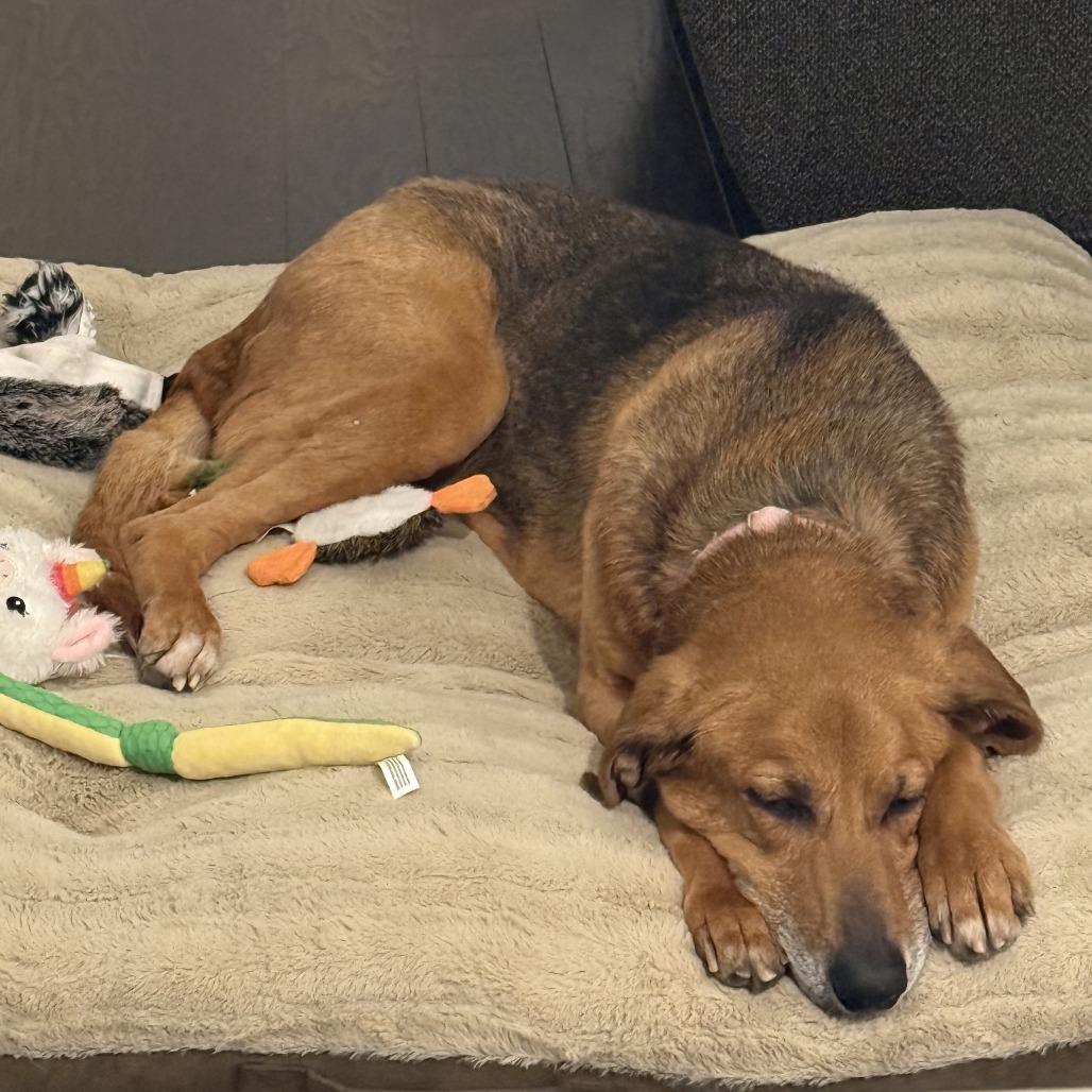 Harper, a Adoptable mixed breed in Mooresville, NC image 3/6