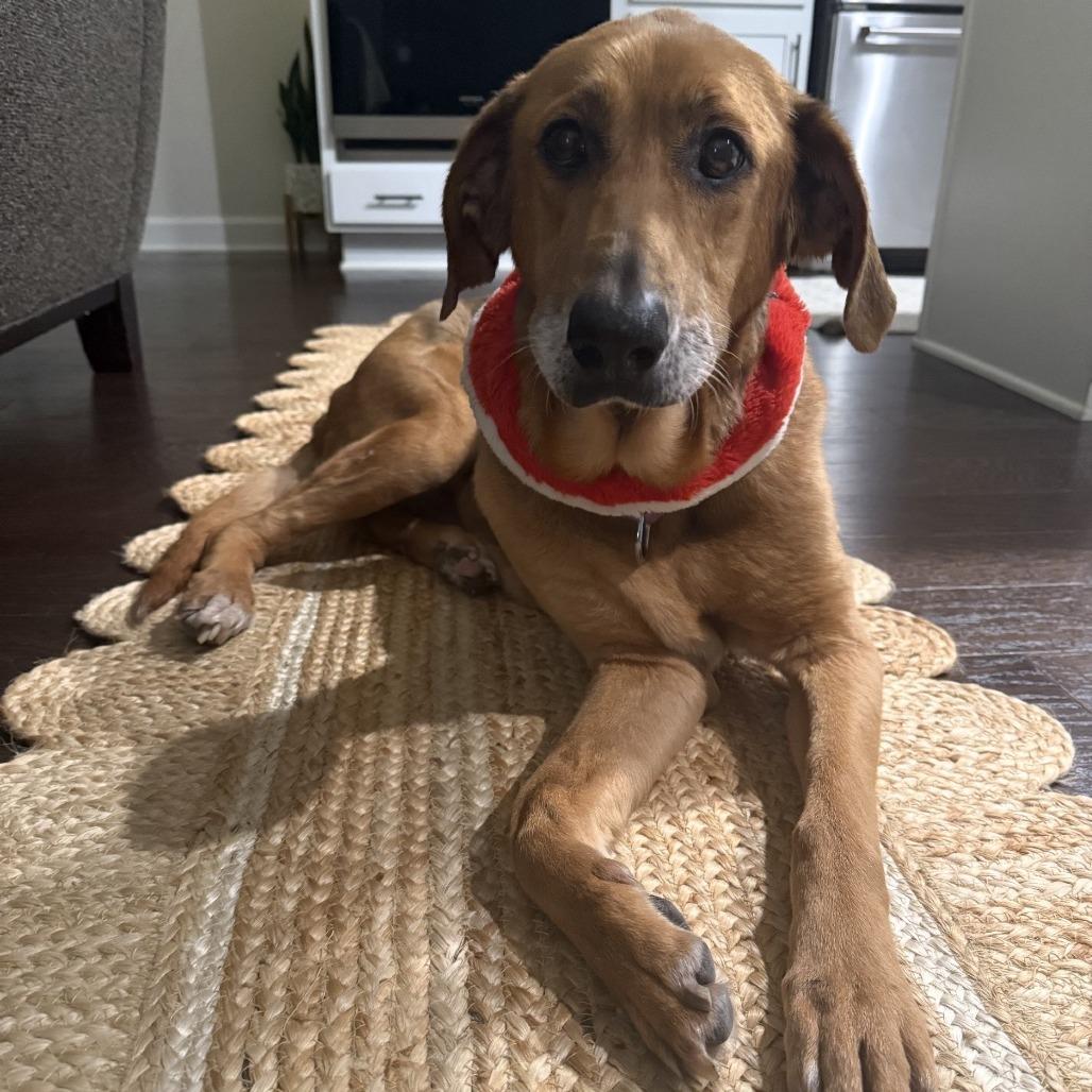 Harper, a Adoptable mixed breed in Mooresville, NC image 4/6