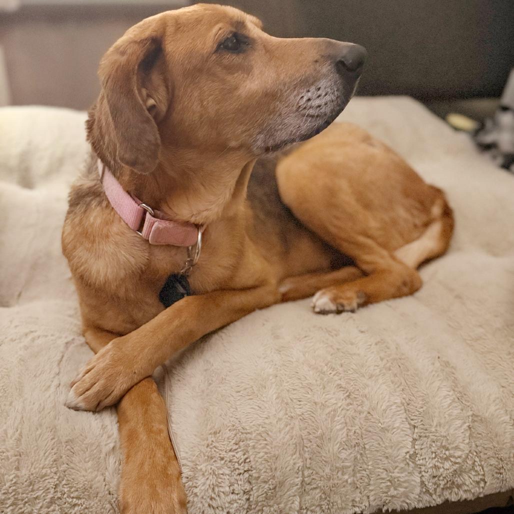 Harper, a Adoptable mixed breed in Mooresville, NC image 5/6