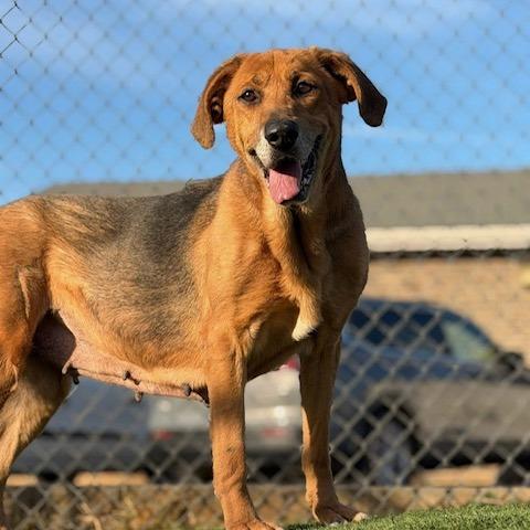 Harper, a Adoptable mixed breed in Mooresville, NC image 5/6