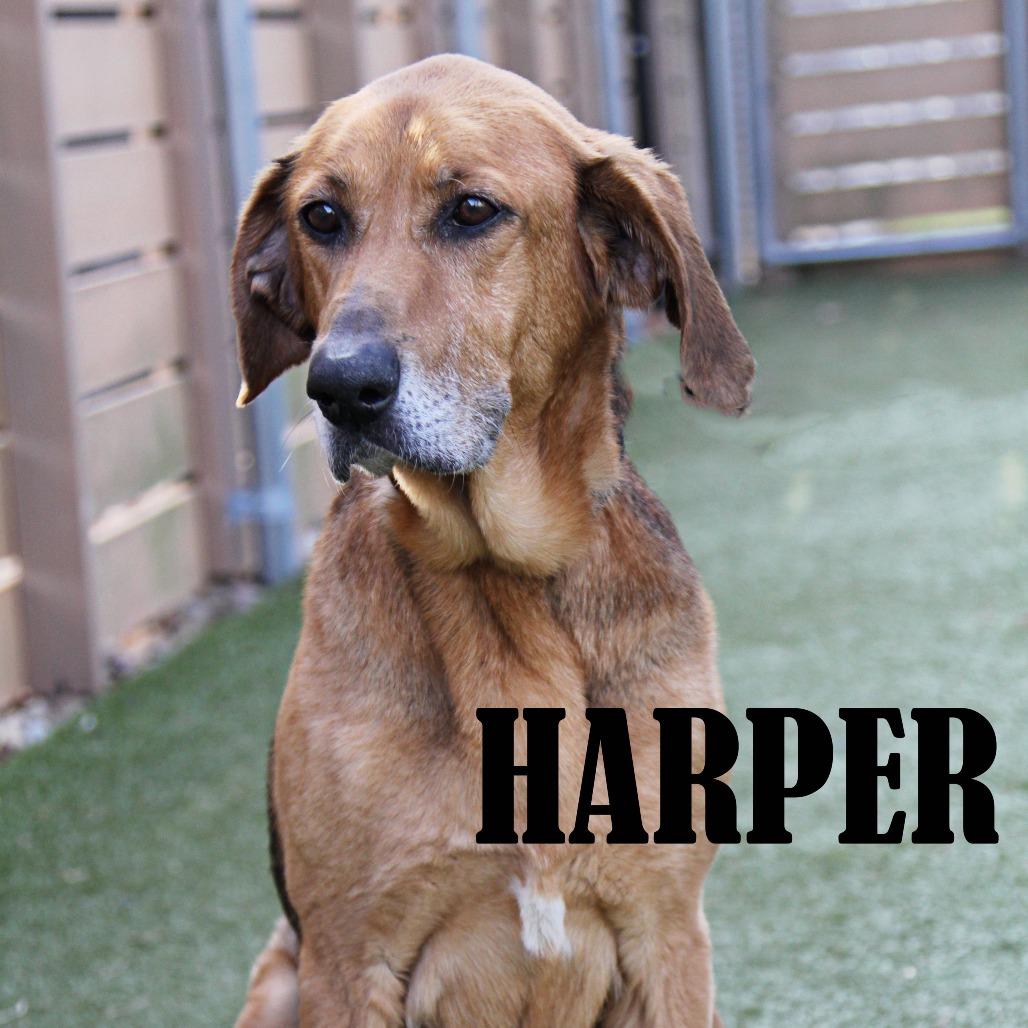 Harper, a Adoptable mixed breed in Mooresville, NC image 6/6