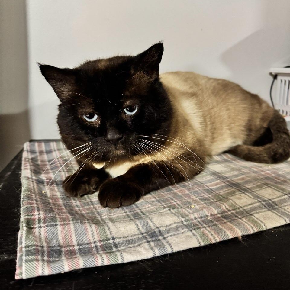 Enlarge Frankie Valley (m) 7yrs old Siamese chocolate pointe, an adopted Siamese in Ottawa, ON image 2/4