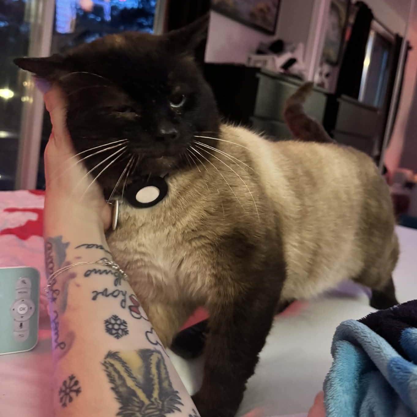 Enlarge Frankie Valley (m) 7yrs old Siamese chocolate pointe, an adopted Siamese in Ottawa, ON image 3/4