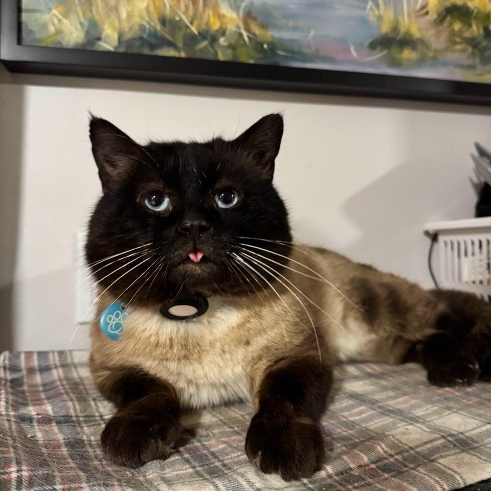 Enlarge Frankie Valley (m) 7yrs old Siamese chocolate pointe, an adopted Siamese in Ottawa, ON image 1/4