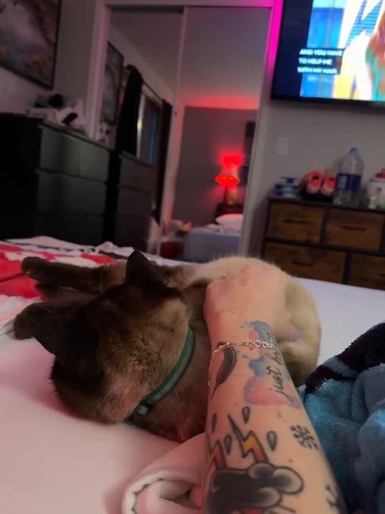 Enlarge Frankie Valley (m) 7yrs old Siamese chocolate pointe, an adopted Siamese in Ottawa, ON video 4/4