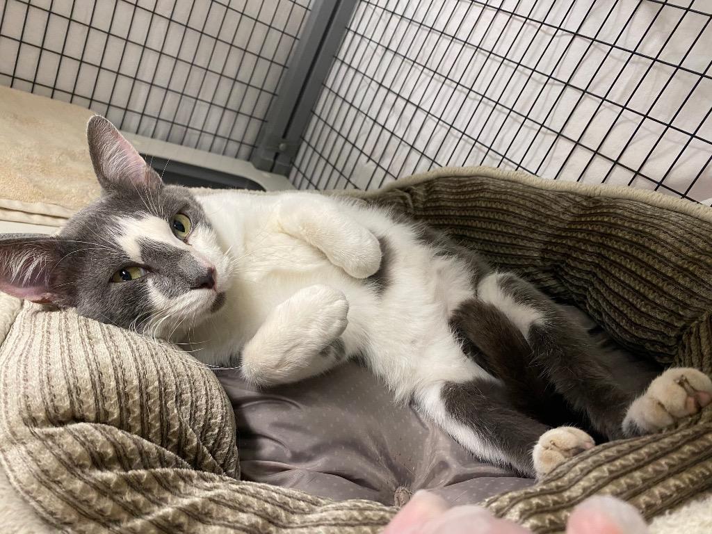 Enzo, Adoptable, Adult Male Domestic Short Hair.