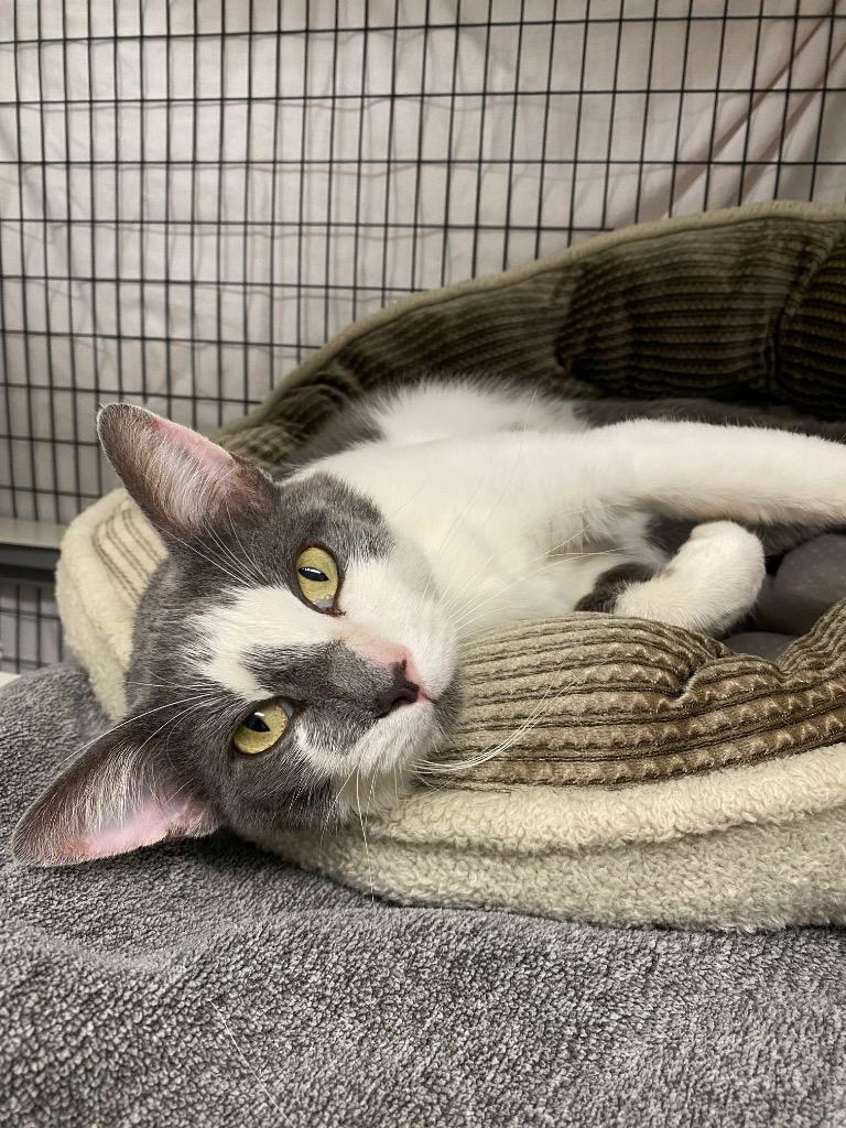 Enlarge Enzo, a Adoptable mixed breed in Grants Pass, OR image 3/3