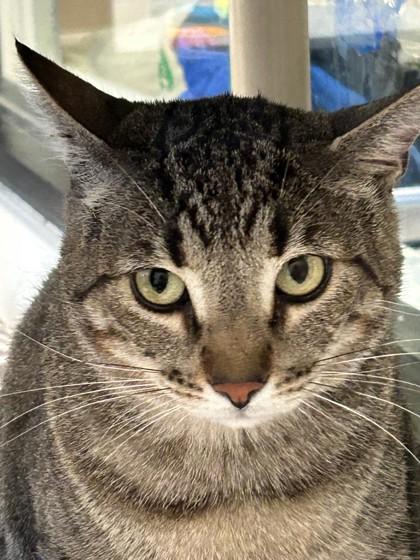 Milo, Adoptable, Adult Male Domestic Short Hair.