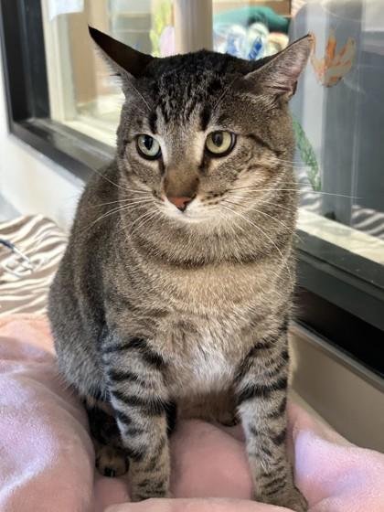 Enlarge Milo, a Adoptable Domestic Short Hair in Hamilton, MT image 2/5