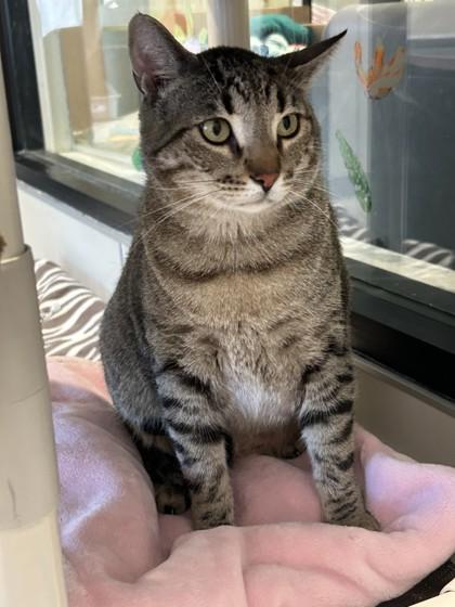 Enlarge Milo, a Adoptable Domestic Short Hair in Hamilton, MT image 3/5