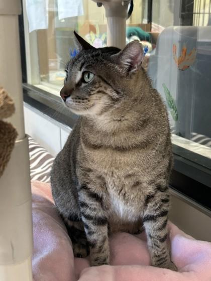 Enlarge Milo, a Adoptable Domestic Short Hair in Hamilton, MT image 5/5