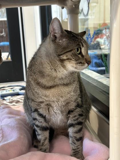 Enlarge Milo, a Adoptable Domestic Short Hair in Hamilton, MT image 4/5