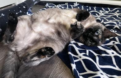 BlueBell Ice Cream — thumbnail 3