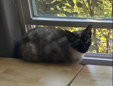 BlueBell Ice Cream — thumbnail 4