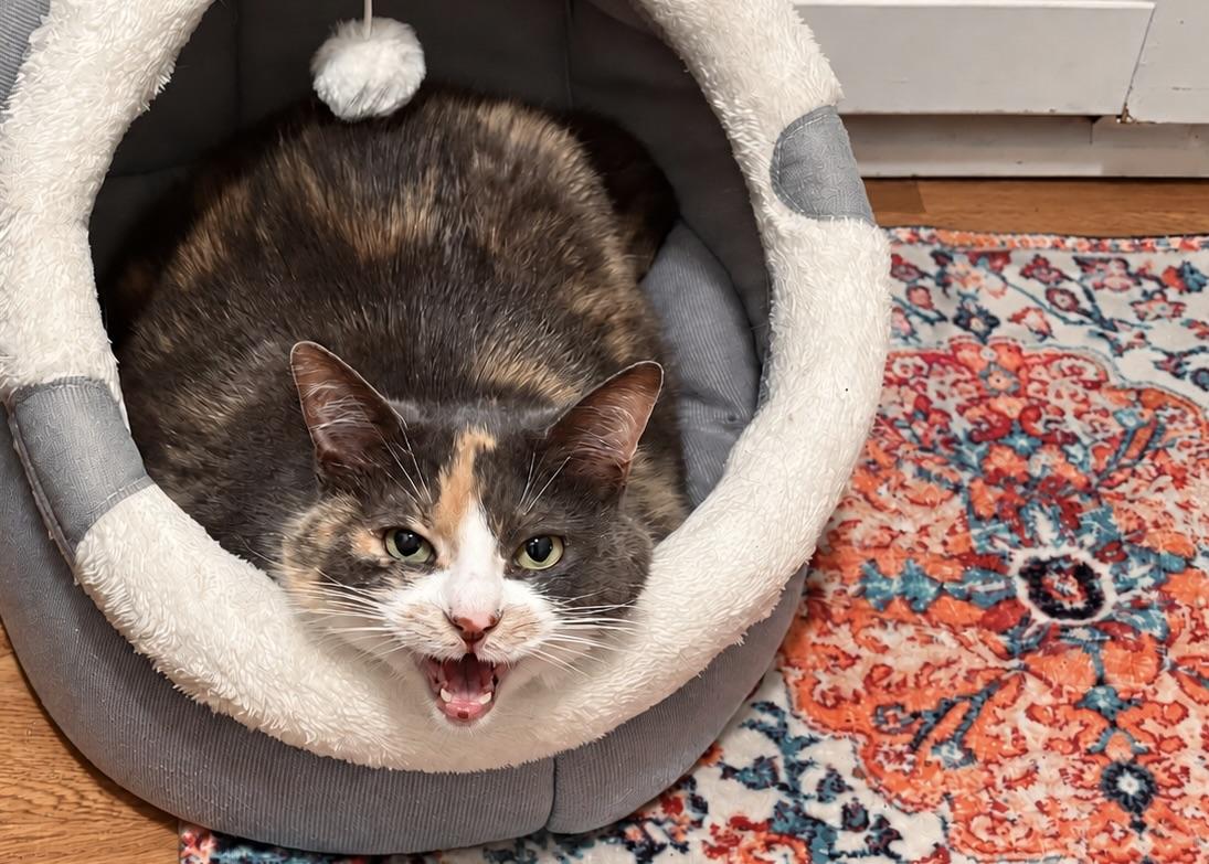 Enlarge Molly (sweet girl who needs a quiet home), a Adoptable Calico in Southbury, CT image 2/4