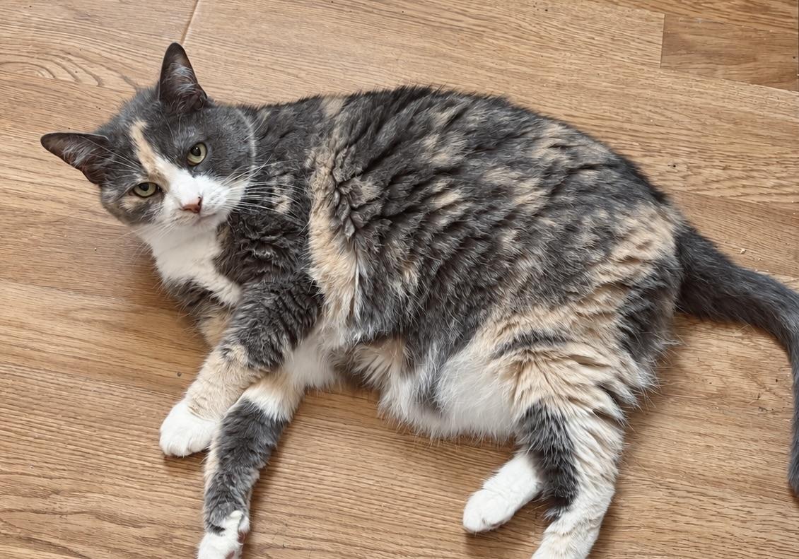 Enlarge Molly (sweet girl who needs a quiet home), a Adoptable Calico in Southbury, CT image 3/4