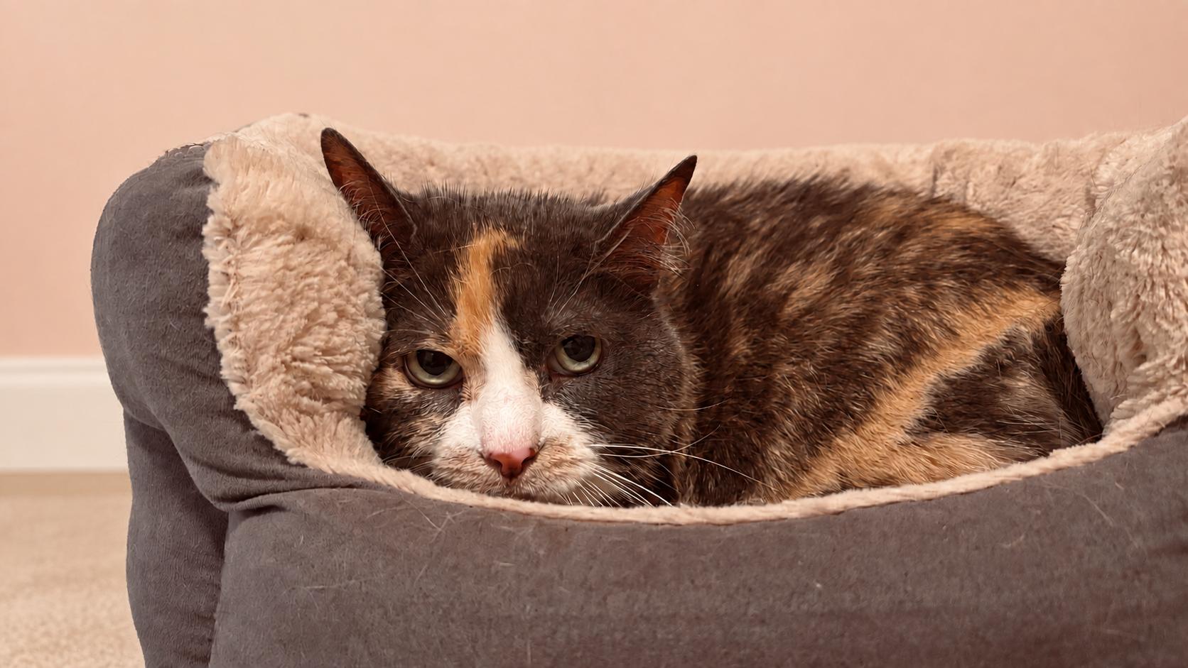 Enlarge Molly (sweet girl who needs a quiet home), a Adoptable Calico in Southbury, CT image 4/4