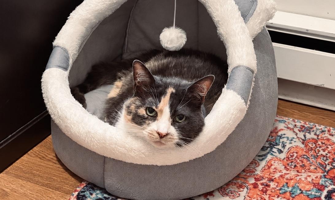 Molly (sweet girl who needs a quiet home), Adoptable, Adult Female Calico.