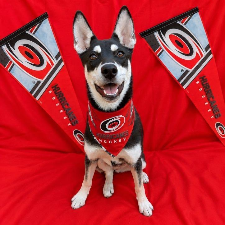 Coco, Adoptable, Young Female Husky.