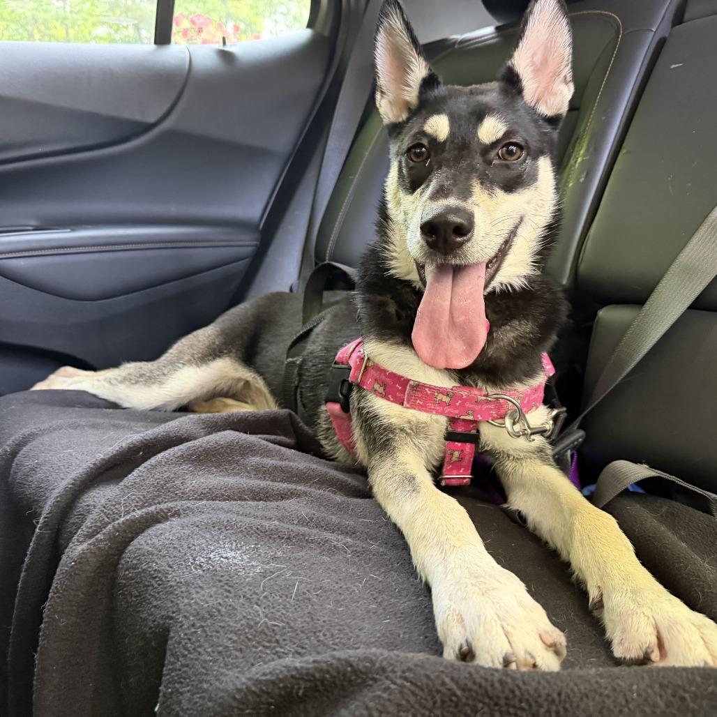Coco, Adoptable, Young Female Husky.