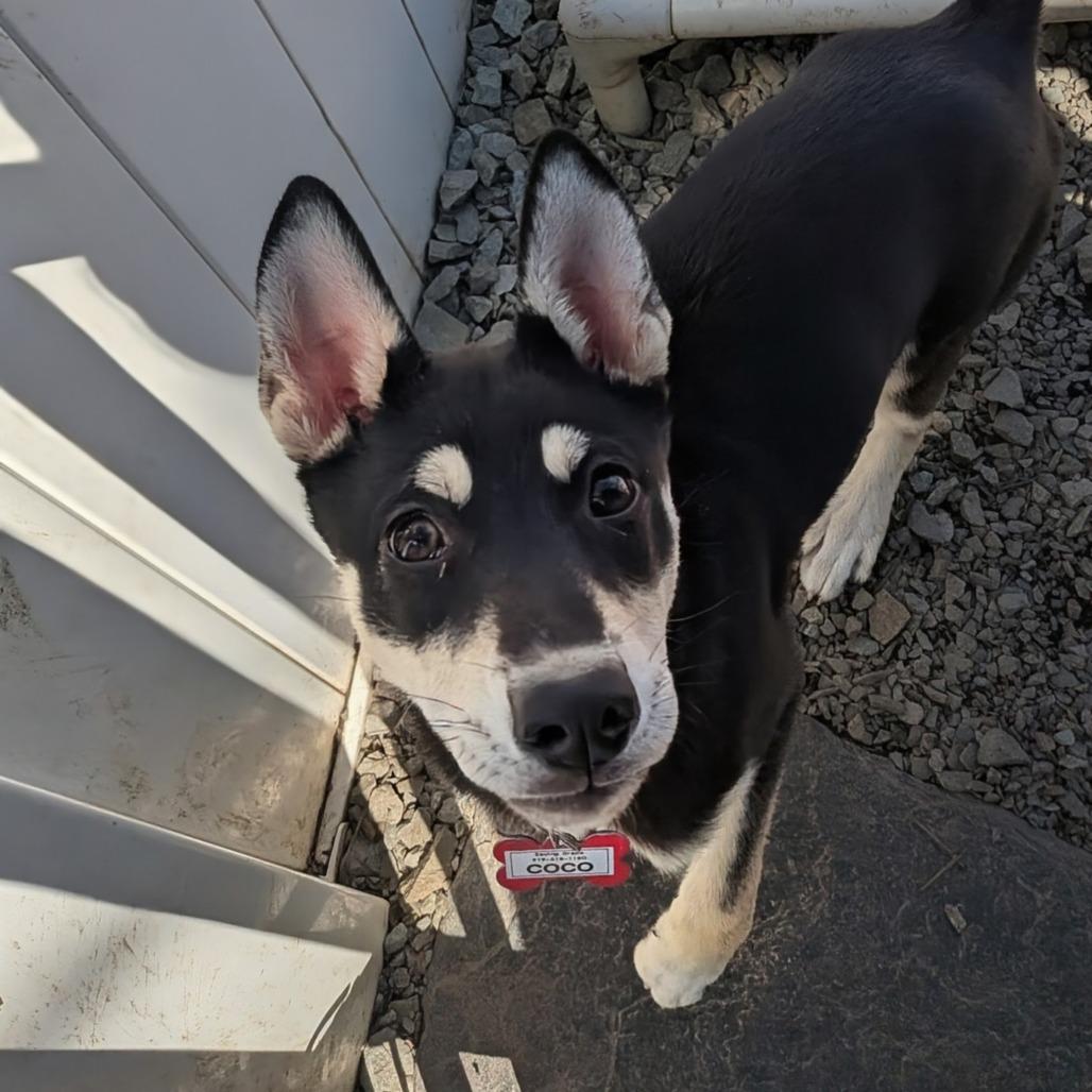 Enlarge Coco, a Adoptable Husky in Wake Forest, NC image 2/4
