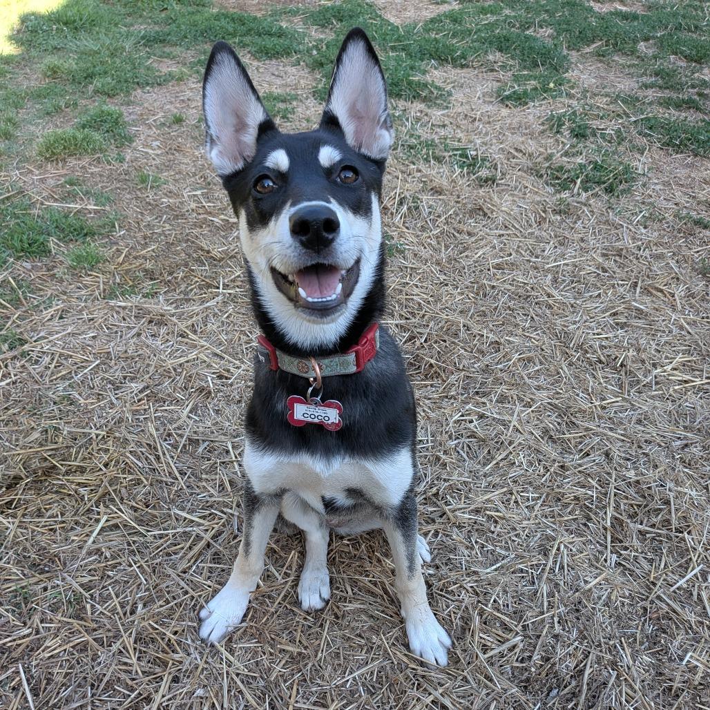 Enlarge Coco, a Adoptable Husky in Wake Forest, NC image 3/6