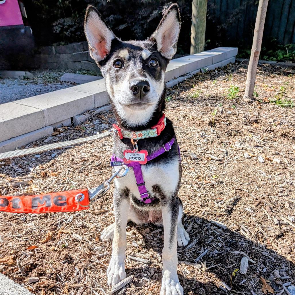 Enlarge Coco, a Adoptable Husky in Wake Forest, NC image 3/6