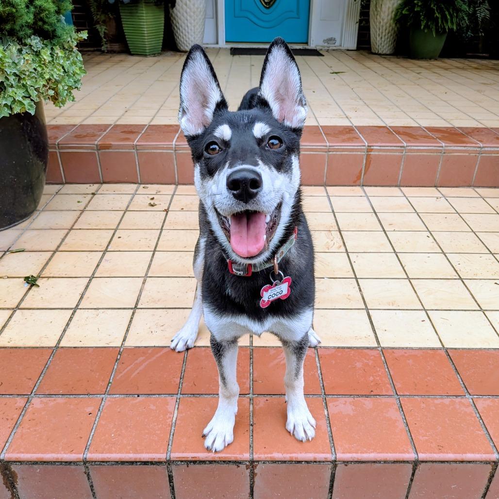Enlarge Coco, a Adoptable Husky in Wake Forest, NC image 3/6
