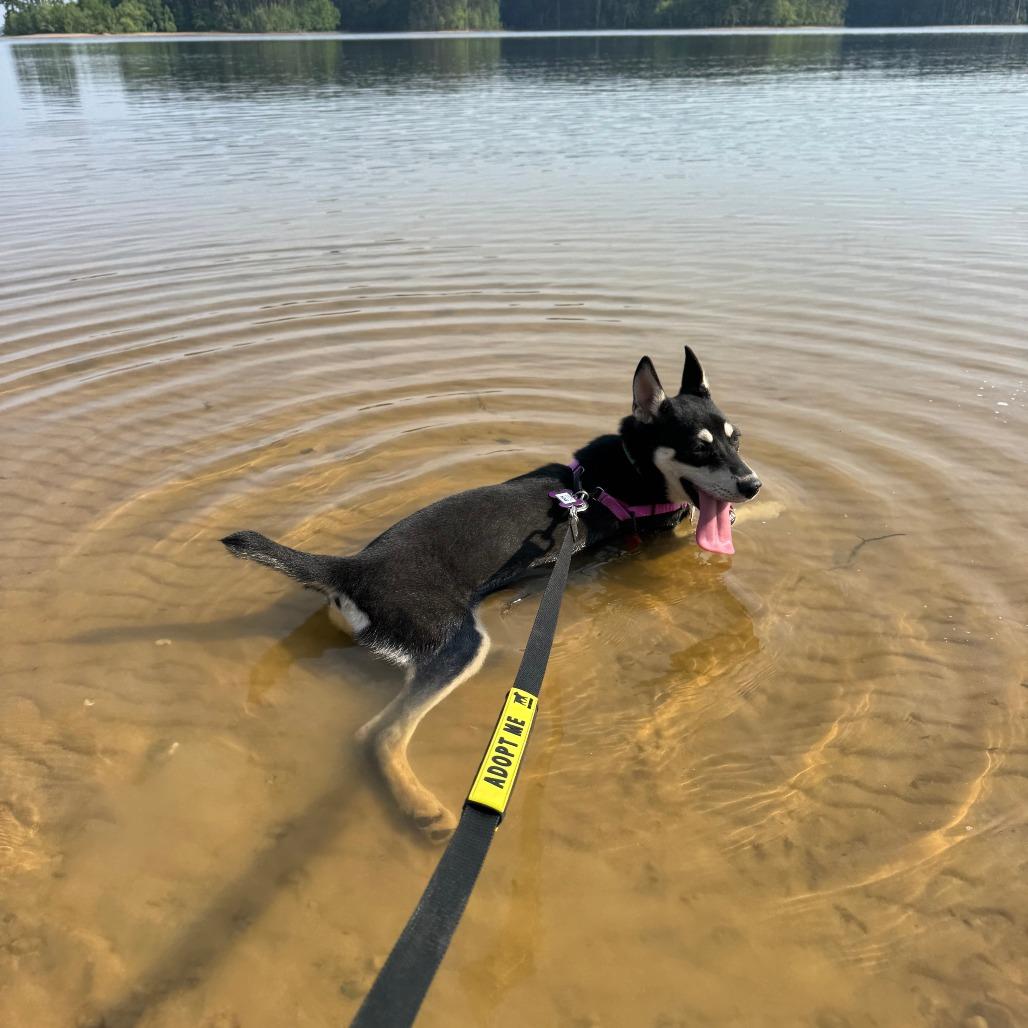 Enlarge Coco, a Adoptable Husky in Wake Forest, NC image 4/6
