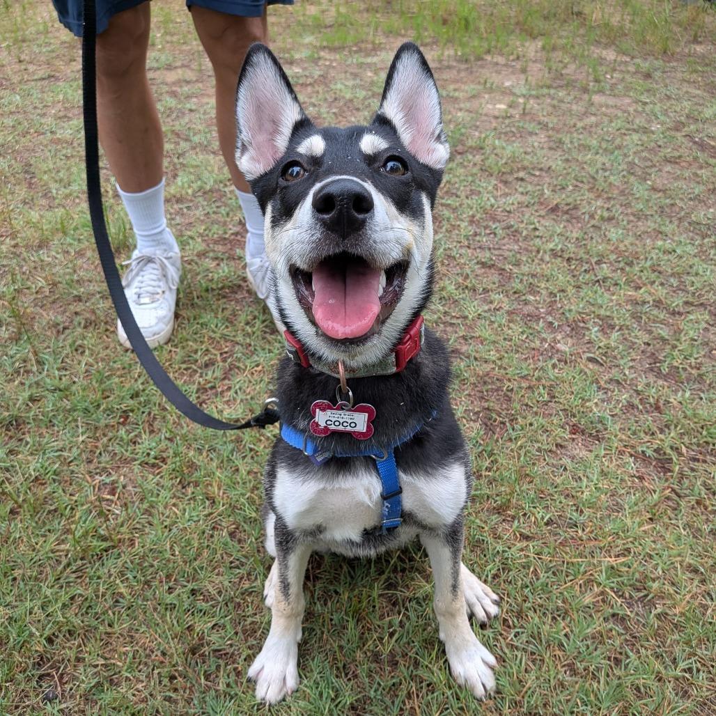 Enlarge Coco, a Adoptable Husky in Wake Forest, NC image 5/6