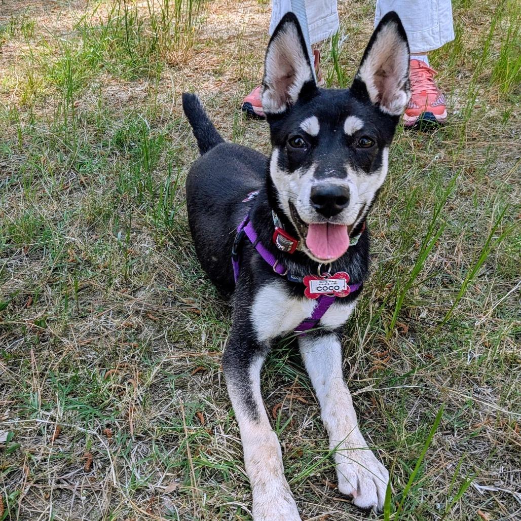Enlarge Coco, a Adoptable Husky in Wake Forest, NC image 4/6