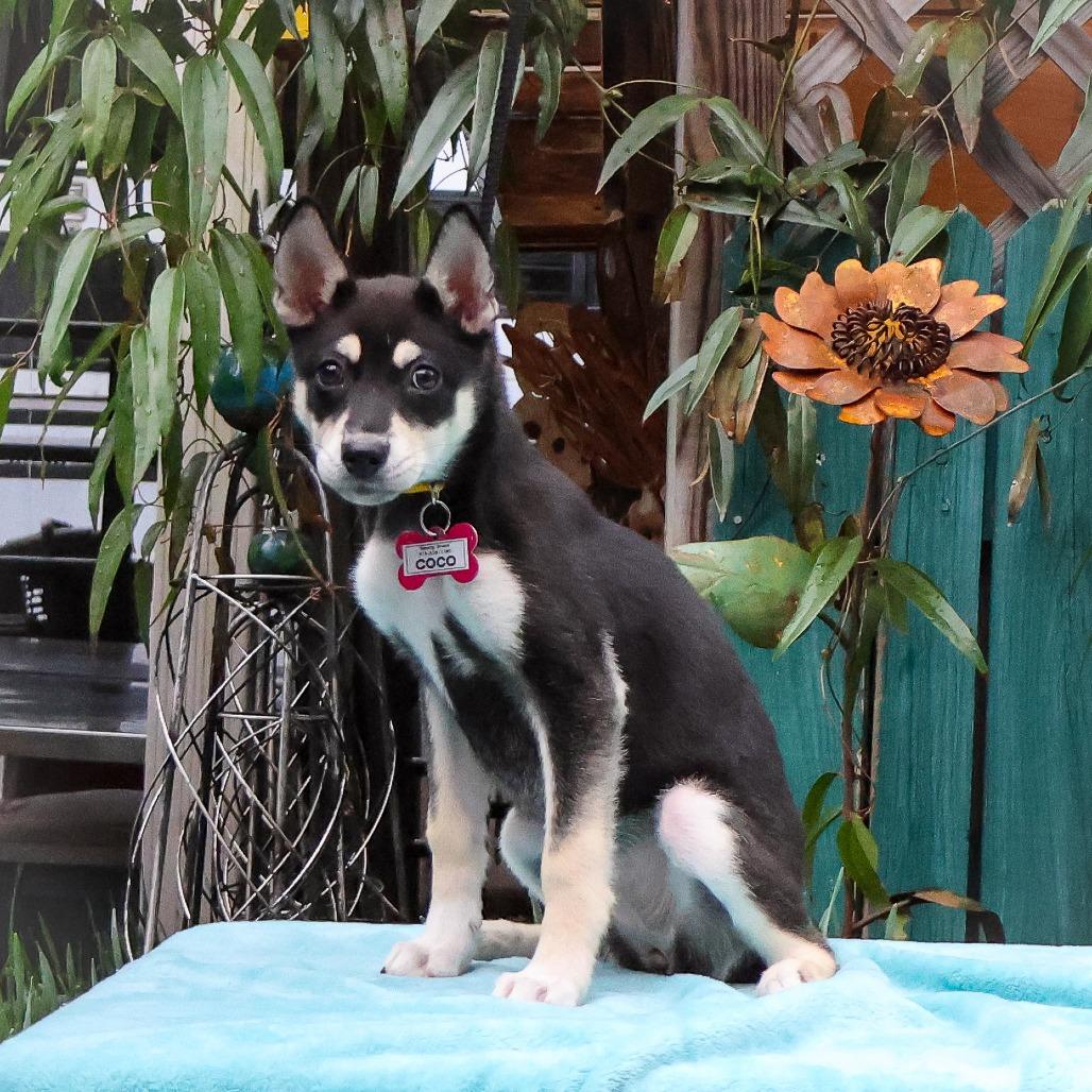 Enlarge Coco, a Adoptable Husky in Wake Forest, NC image 3/4