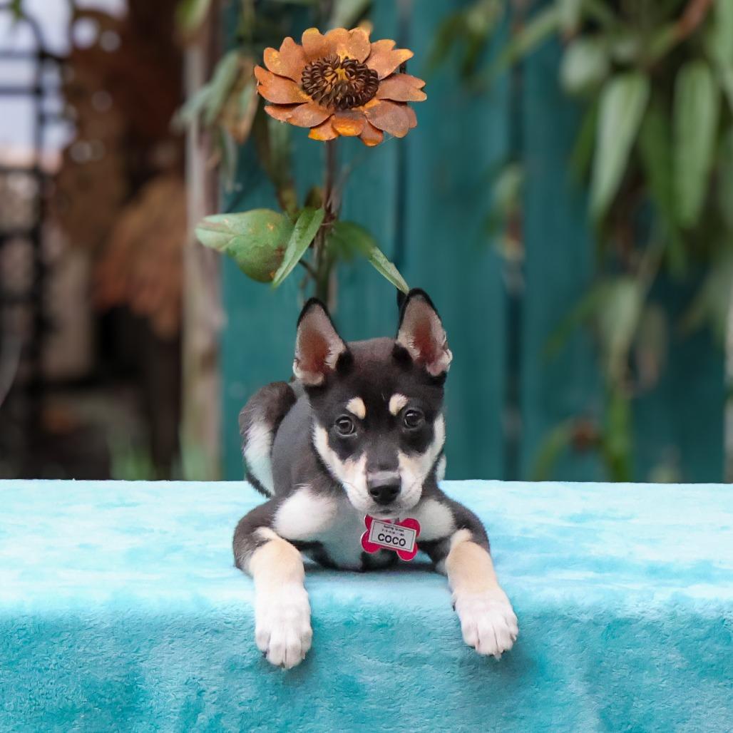 Enlarge Coco, a Adoptable Husky in Wake Forest, NC image 4/4
