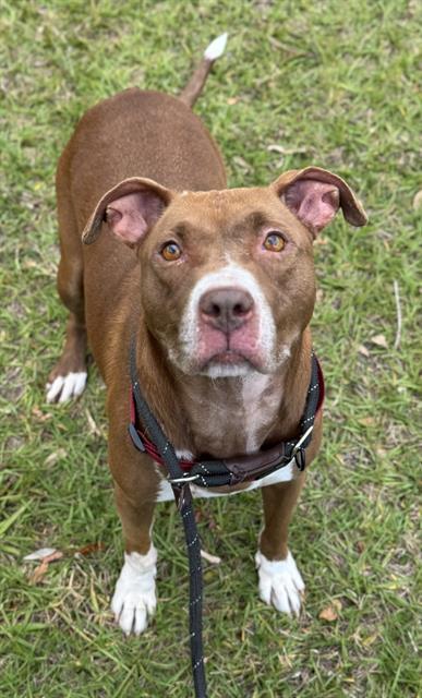 PETRA, Adoptable, Adult Female American Staffordshire Terrier.