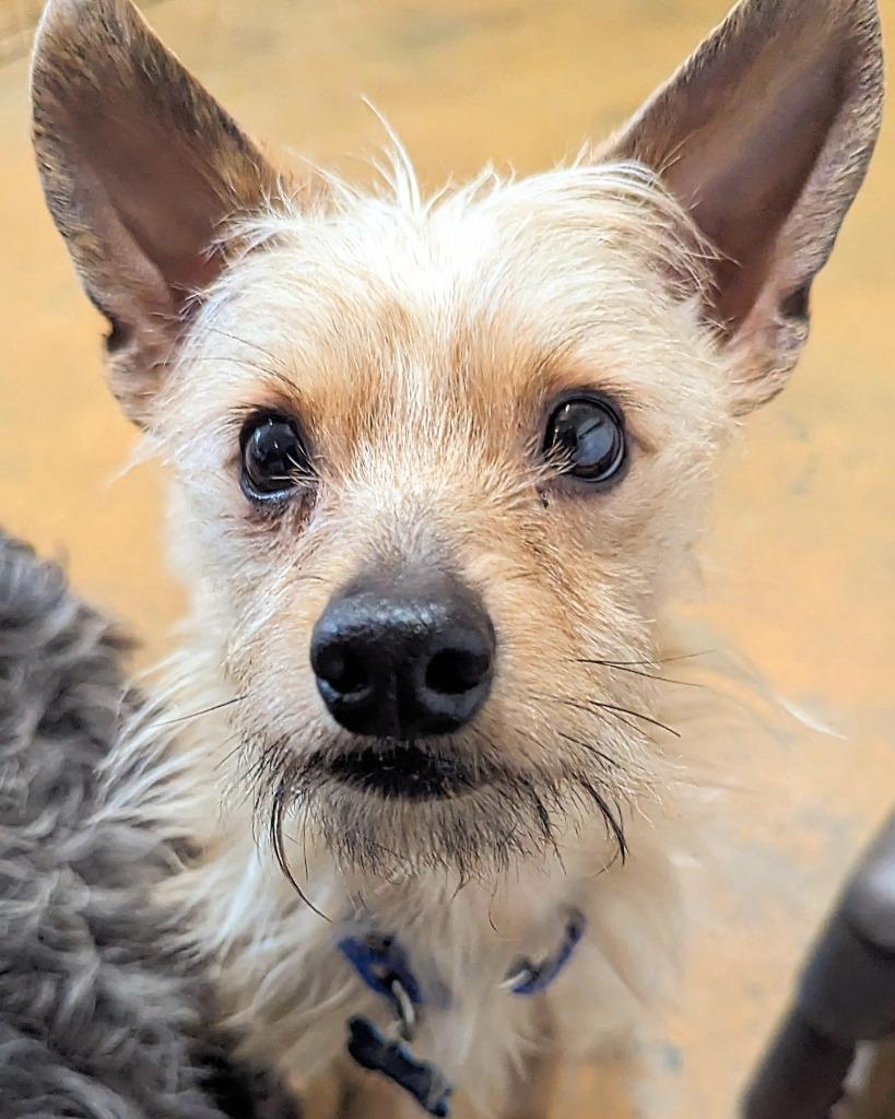 Mr.T (Otis), a Adoptable mixed breed in El Cajon, CA image 1/6