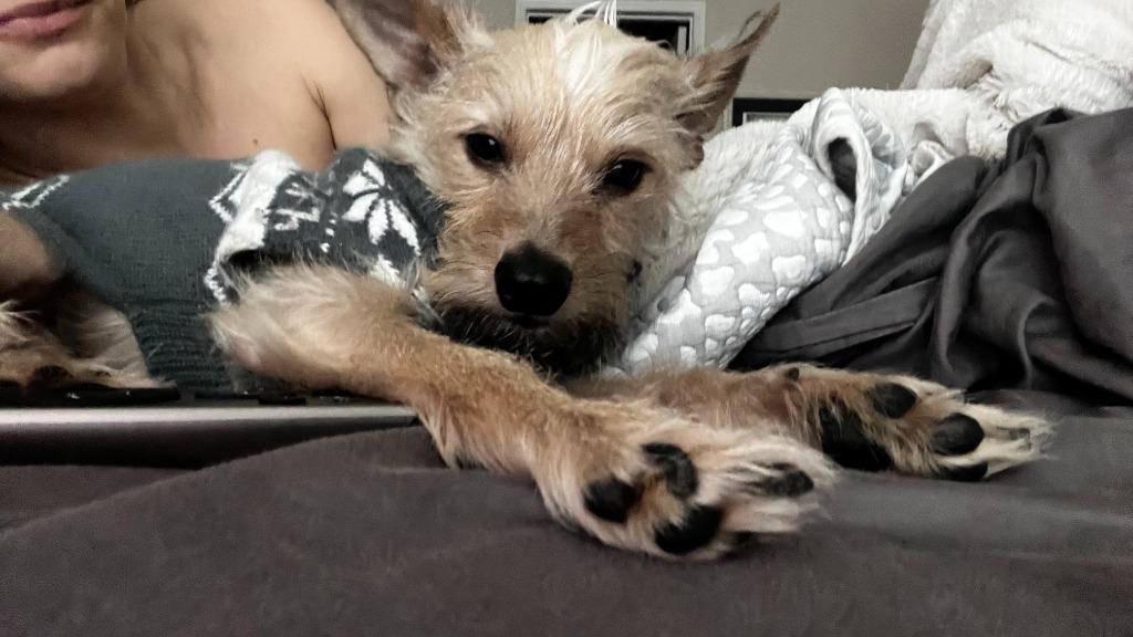 Enlarge Mr.T (Otis), a Adoptable mixed breed in El Cajon, CA image 1/6