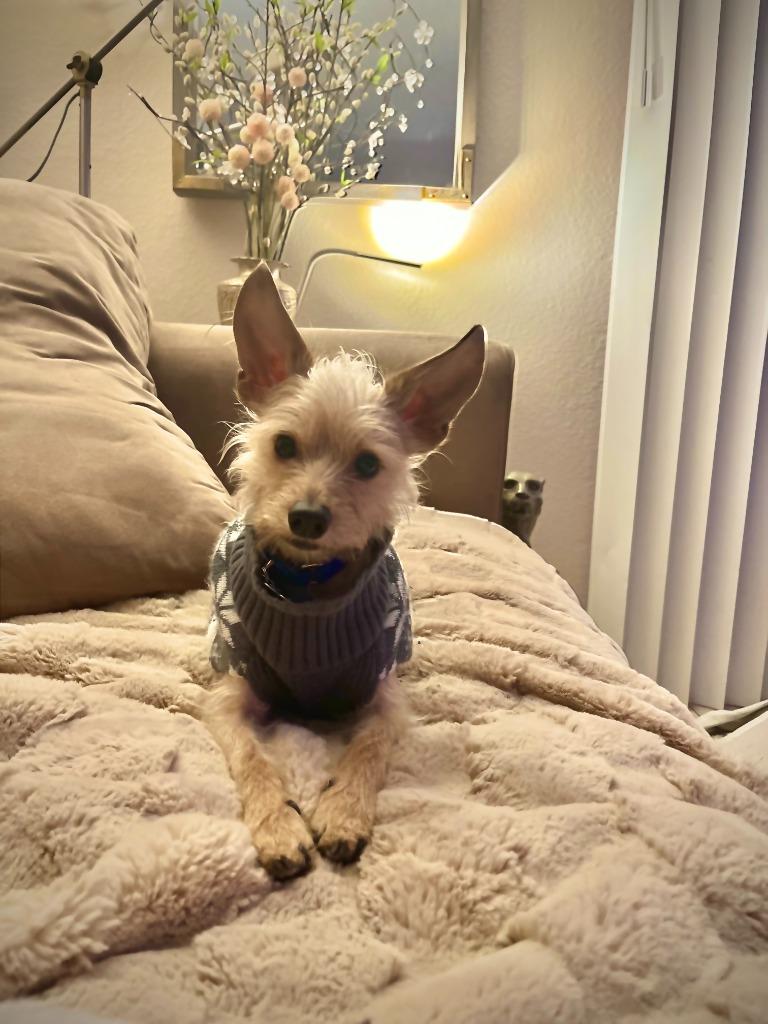 Mr.T (Otis), a Adoptable mixed breed in El Cajon, CA image 2/6