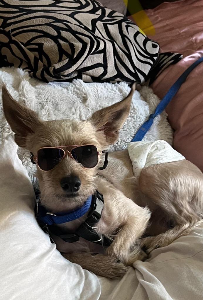 Enlarge Mr.T (Otis), a Adoptable mixed breed in El Cajon, CA image 6/6