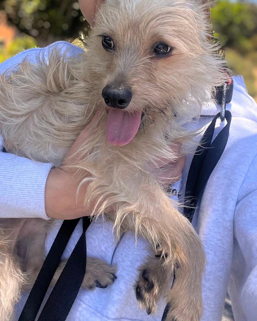 Mr.T (Otis), a Adoptable mixed breed in El Cajon, CA image 5/6