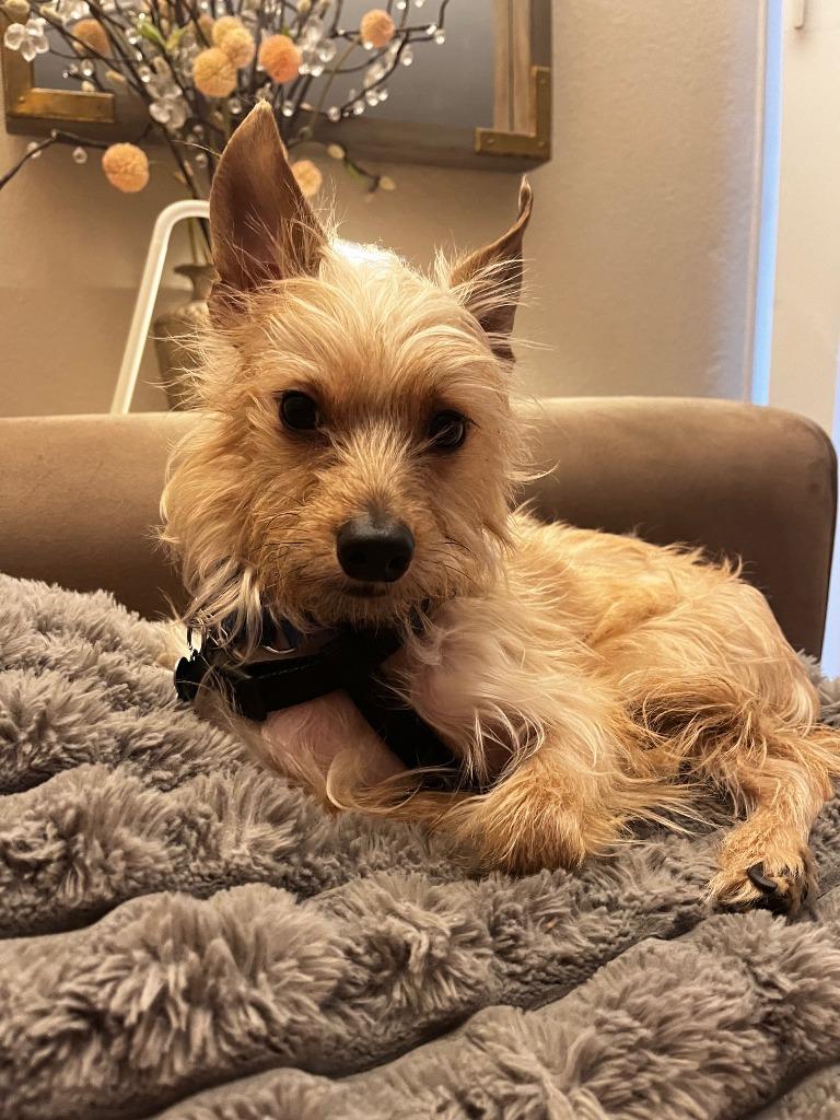 Mr.T (Otis), a Adoptable mixed breed in El Cajon, CA image 6/6